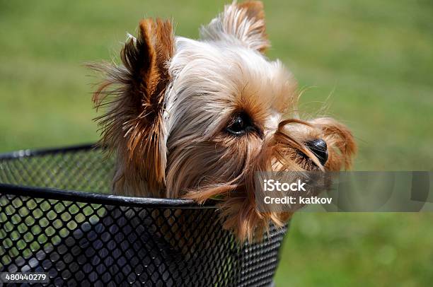 Dog Sitting In Basket Stock Photo - Download Image Now - Bicycle Basket, Dog, Springtime