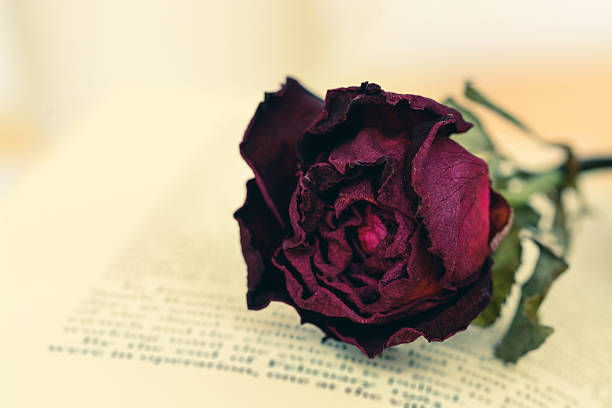 istock Dry red rose on vintage old book 480440522