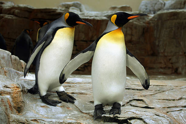pinguim-rei (aptenodytes patagonicus). - sphenisciformes - fotografias e filmes do acervo