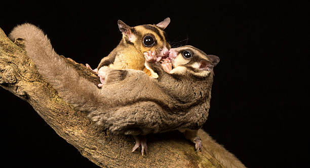 azúcar gliders - opossum australia marsupial tree fotografías e imágenes de stock