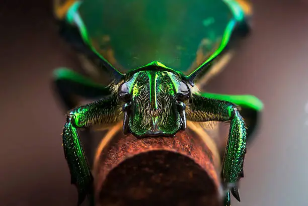 A Green Beetle clings to a chopstick