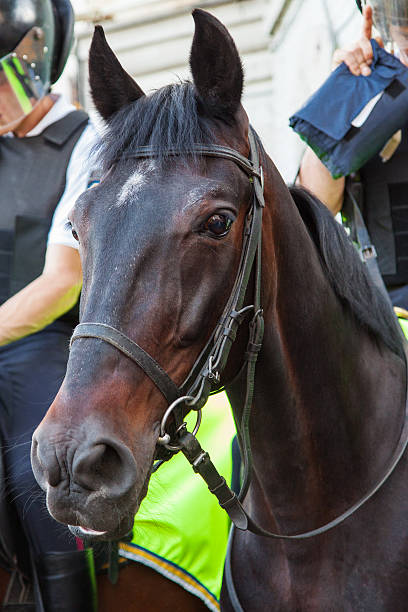 istock Mounted Police Horse 480443913
