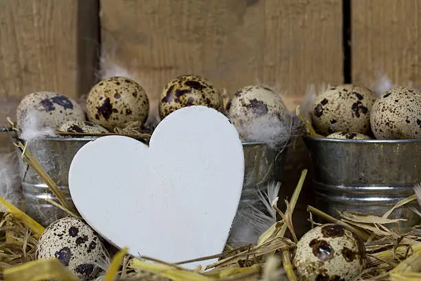 Quail eggs with heart