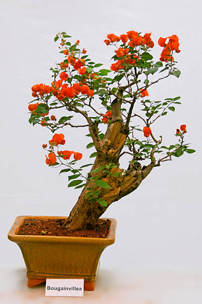 Bonsai tree of Bougainvillea tree, India