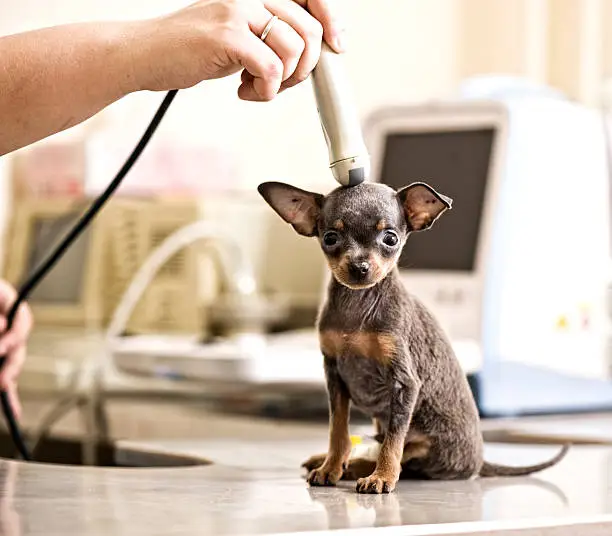 Photo of Toy terrier  Examined in Animal Hospital