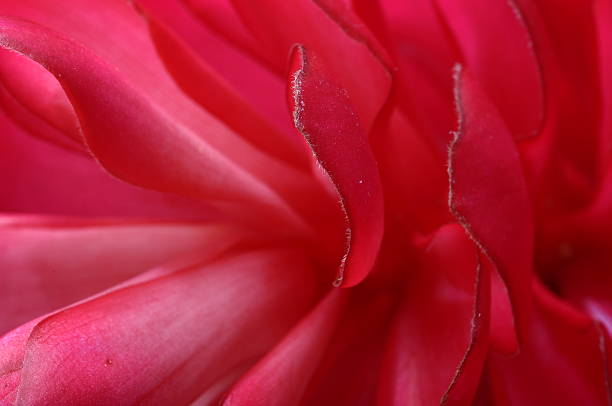 istock Alpinia flower petals 480446428