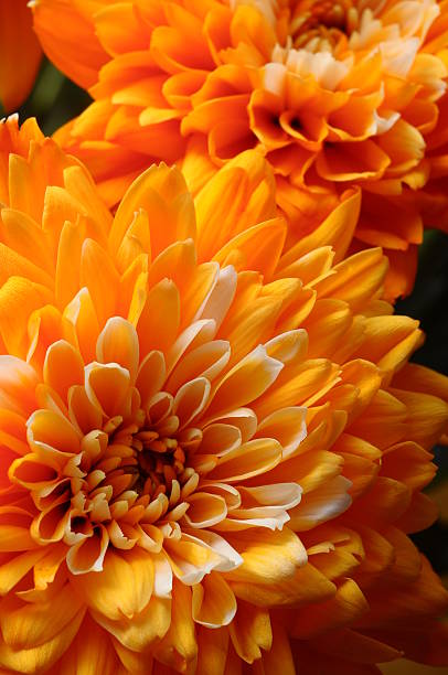 istock Macro of orange aster flower 480446738