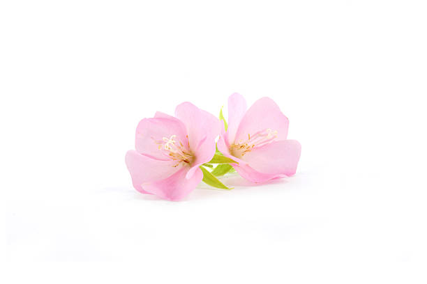 Pink flower Rose of Sharon (Hibiscus syriacus)