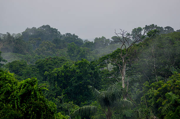 istock morning fog in dense tropical rainforest, Yasuni, Ecuador 480448439