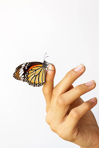istock Beautiful butterfly sitting on the girl hand. 480448621