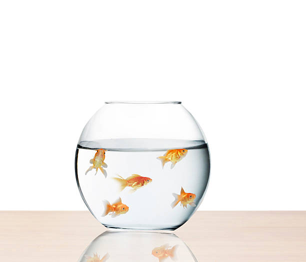 золотая рыбка прыжки из воды - fishbowl crowded goldfish claustrophobic стоковые фото и изображения