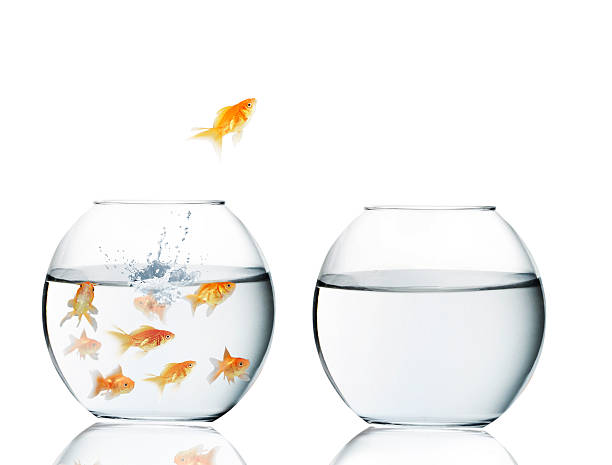 istock goldfish jumping out of  water 480448853