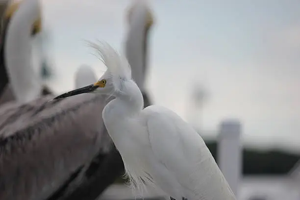 This image shows a white egret in Florida Keys, its hairs fluffing up in the wind.