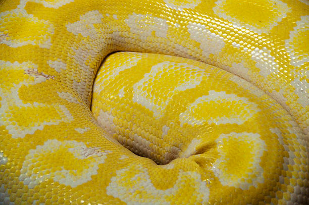 istock Close up of snake skin 480450744