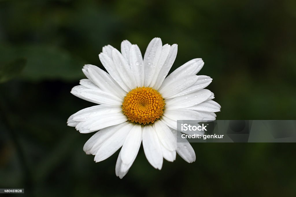 Daisy Flower Under The Rain Single daisy flower under the summer rain 2015 Stock Photo