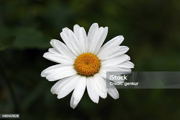 Daisy Flower Under The Rain Stock Photo - Download Image Now - 2015, Agricultural Field, Beauty In Nature