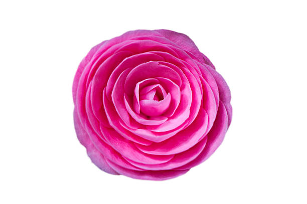 Beautiful pink Japanese Camellia flower showing off multiple petals