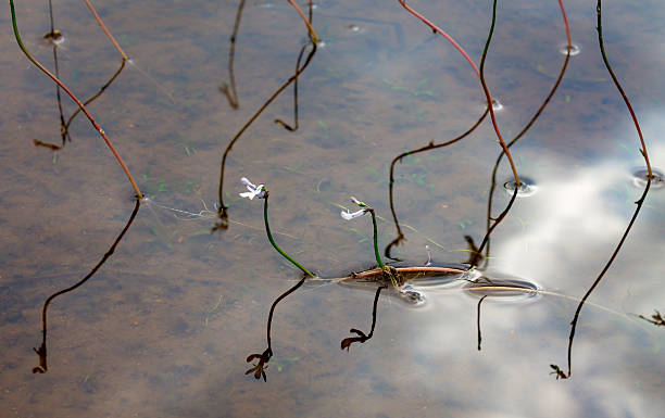 istock Reflections of Water Lobelia 480452247