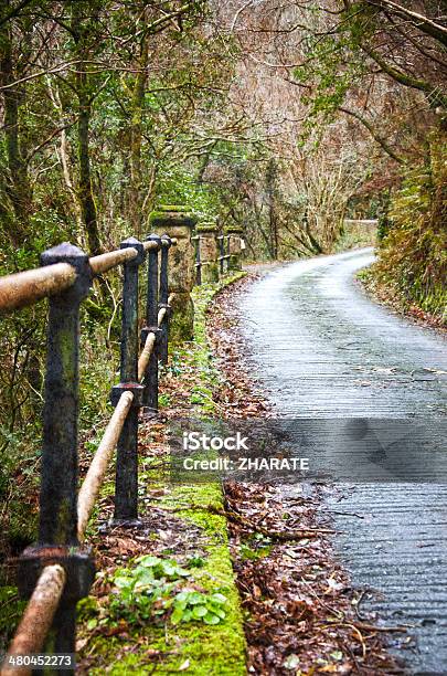 Forest Road Stock Photo - Download Image Now - Color Image, Country Road, Curve