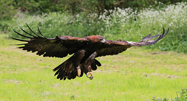 istock Golden Eagle coming in to land on a tree stump. 480452572
