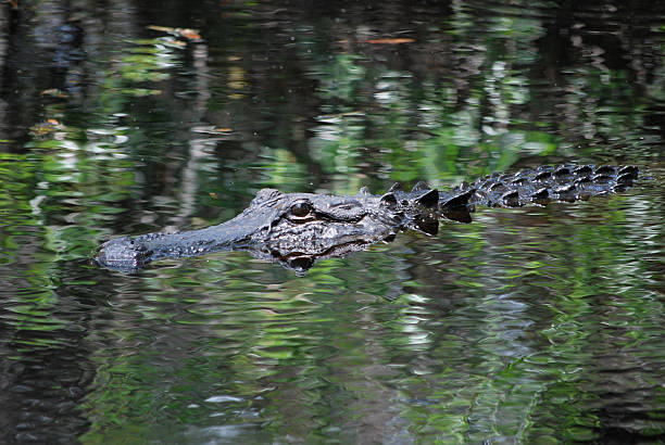 istock Submerged alligator in the swamp 480452635