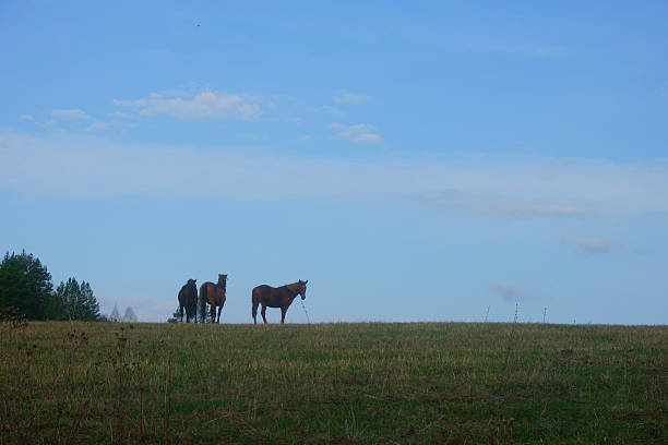 istock Horses grazing in nature 480452984
