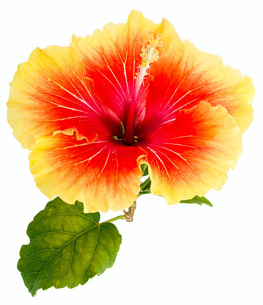 istock Tropical Yellow Hibiscus Flower isolated on white 480453324