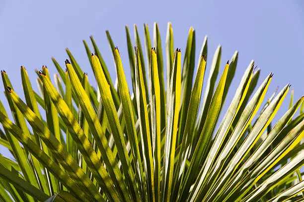 Photo of Autumn leaves of a palm tree  - Hojas de Palmera
