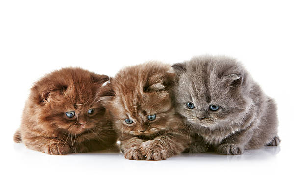 istock British long hair kittens 480456291