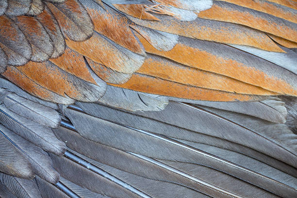 istock Bright brown feather group of some bird 480456475