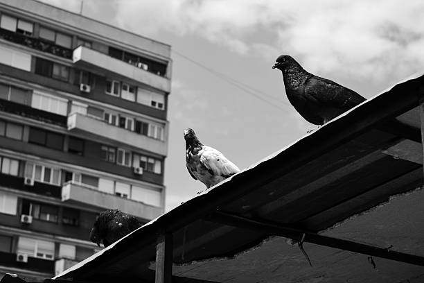 istock Pigeons on the tin roof 480456794