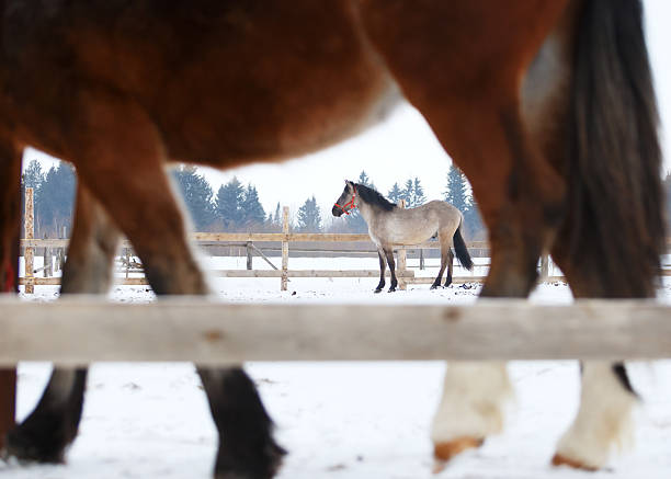 istock Young stallions, horses in corral 480456920
