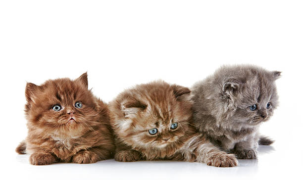 istock British long hair kittens 480458935