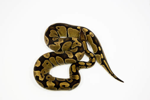 Ball Python Hd Photo Ball Python Stock Photo - Download Image Now - Animal Markings, High ...