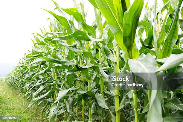 Green Corn Field Stock Photo - Download Image Now - Agricultural Field, Agriculture, Backgrounds