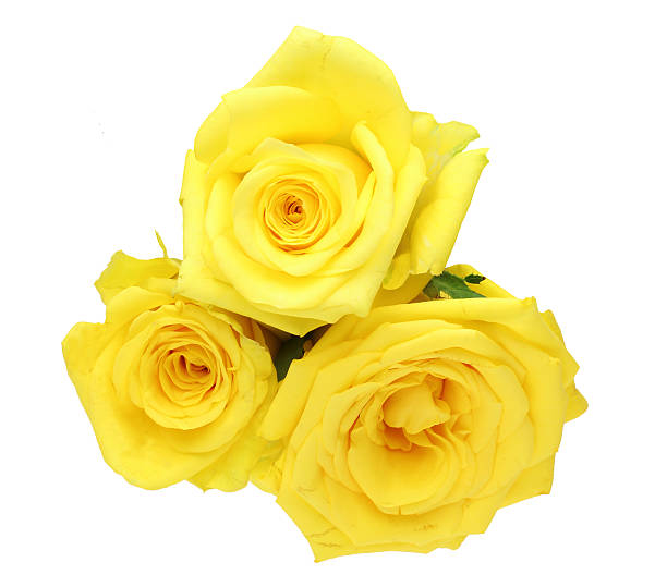 istock Bouquet of roses 480461556