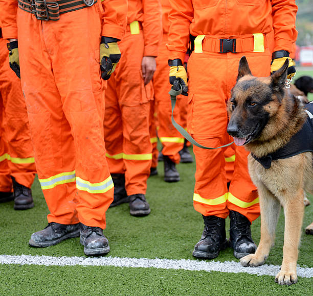 i cani - rescue training” foto e immagini stock