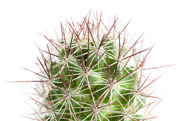 istock Close up of Cactus 480463373