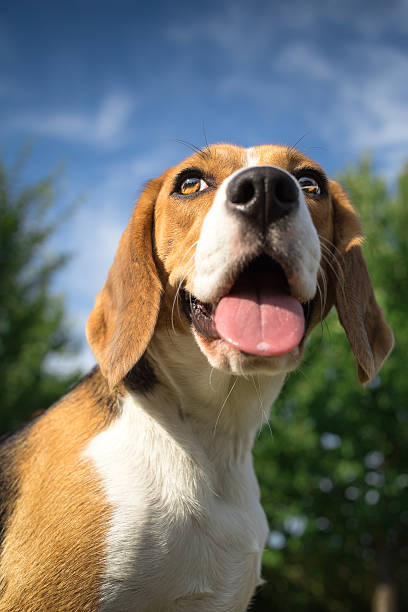 istock Headshot of a beagle 480463972