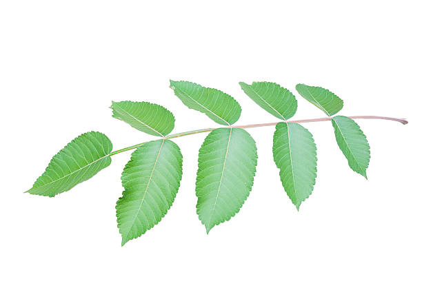 istock Branch with green toothed leaves isolated on white background. 480464322