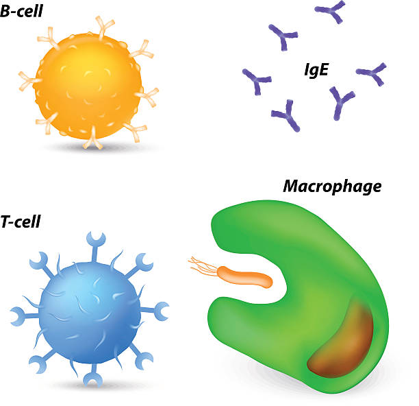 면역 체계 세포 및 항체 - macrophage human immune system cell biology stock illustrations