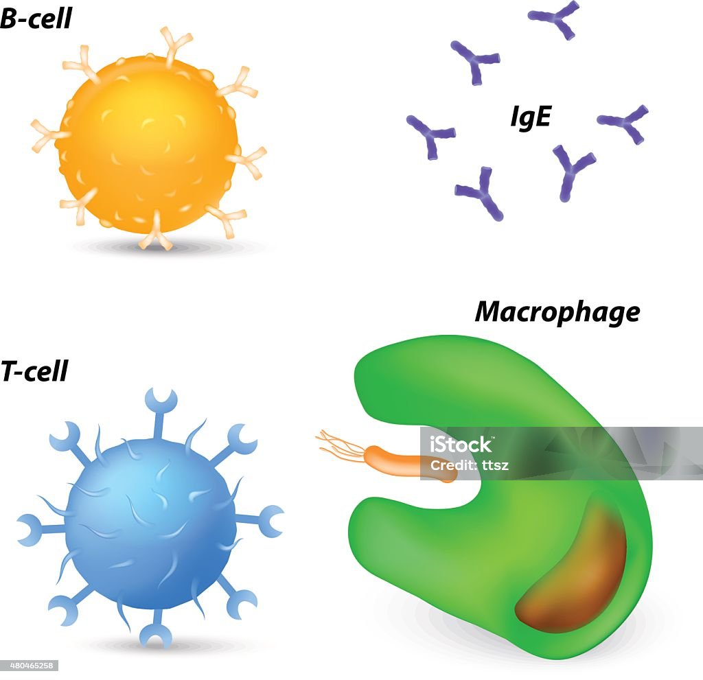 immune system cells and antibodies immune system cells. macrophage, t-cell, b-cell and antibodies. Letter T stock vector