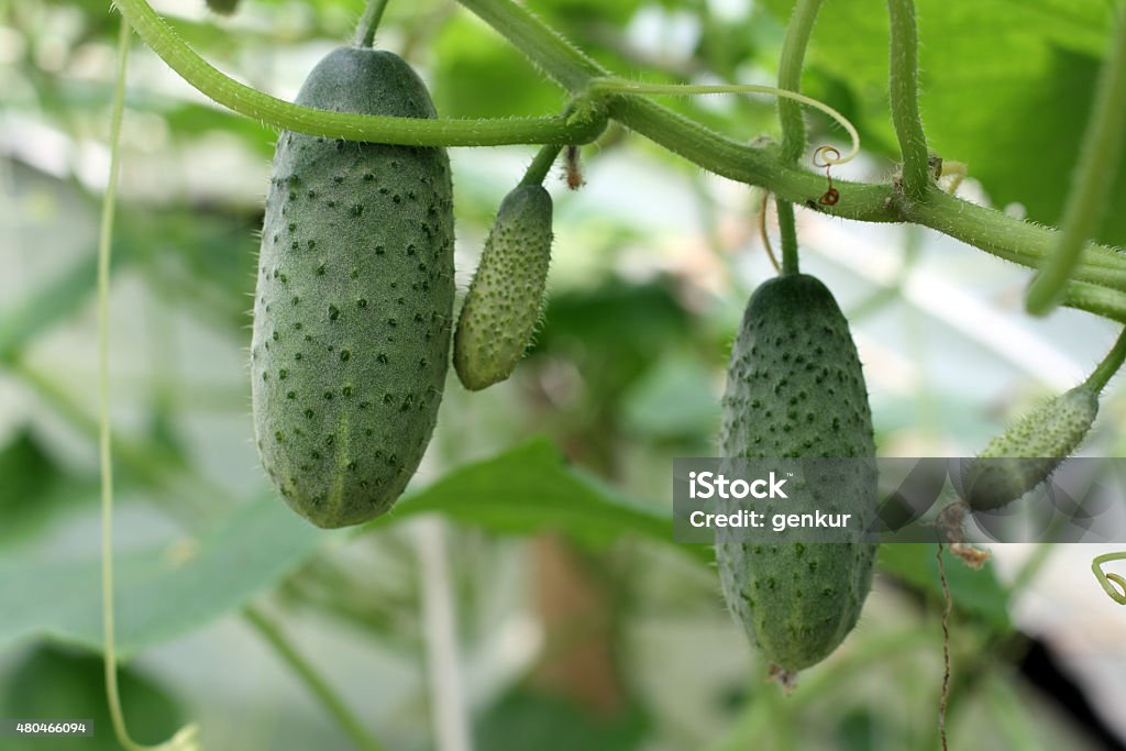 Cucumbers On The Vine Cucumbers growing in the greenhouse. Shallow depth of field 2015 Stock Photo