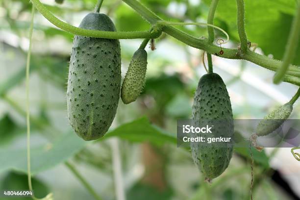 Cucumbers On The Vine Stock Photo - Download Image Now - 2015, Agriculture, Close-up