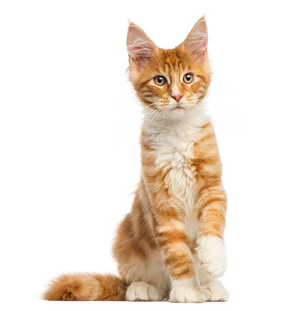istock Maine Coon kitten, sitting, facing, 4 months old 480466925
