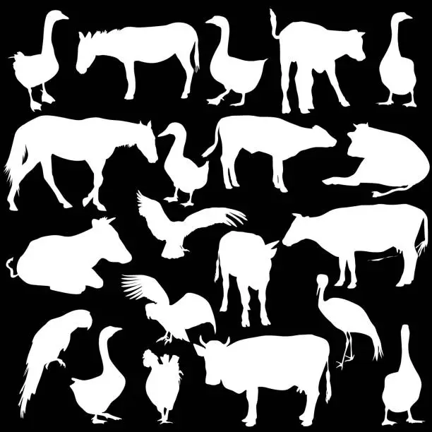Vector illustration of Black set silhouettes  zoo animals