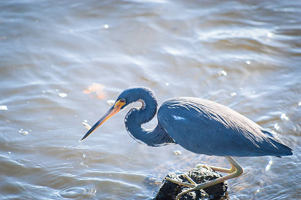 istock Tricolored Heron with a minnow in its beak 480468470