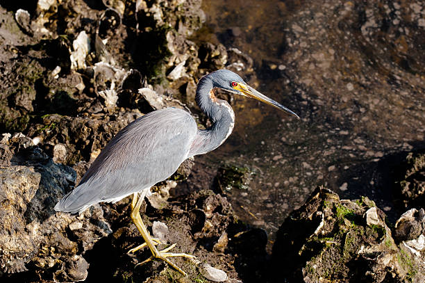 Tricolored Heron searching for food stock photo