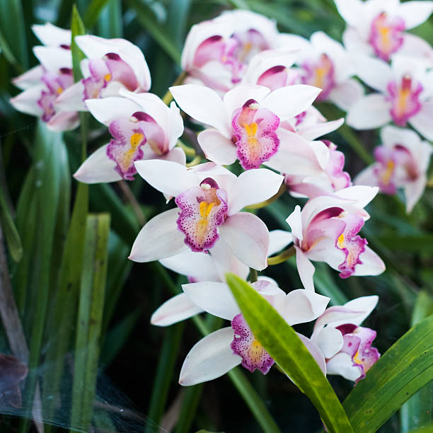 istock pink and purple cattleya 480469414