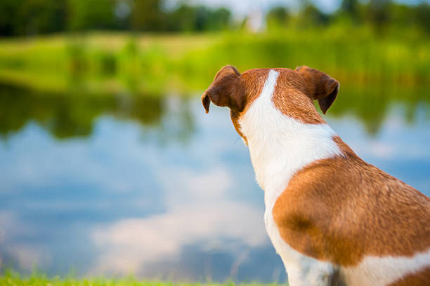 istock dog back on the background nature landscape 480469892
